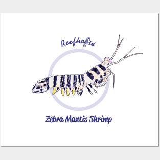 Zebra Mantis Shrimp Posters and Art